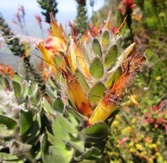 Mimetes pauciflorus