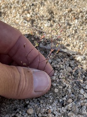 Nemacladus longiflorus