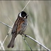 Northwest Iberian Reed Bunting - Photo (c) António Terra, some rights reserved (CC BY-NC), uploaded by António Terra