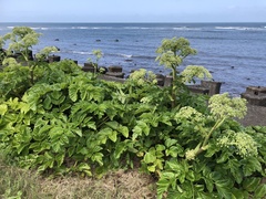 Angelica hirsutiflora