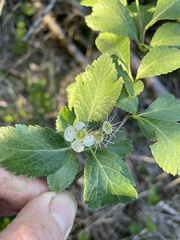 Crataegus gaylussacia