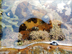 Sypharochiton sinclairi