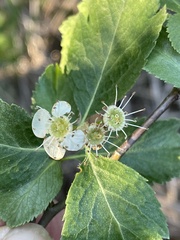 Crataegus gaylussacia