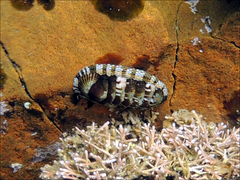 Sypharochiton sinclairi