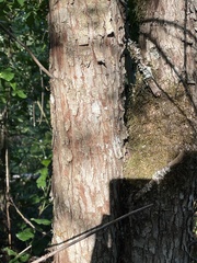 Crataegus gaylussacia