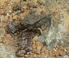 Dasyleurotettix infaustus