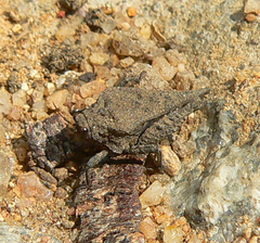 Dasyleurotettix infaustus
