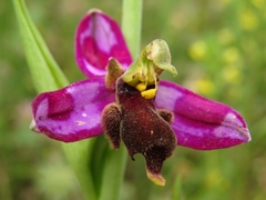 Ophrys apifera almaracensis