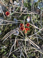 Microstoma protractum