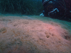 Scophthalmus rhombus