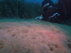 Scophthalmus rhombus