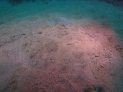 Scophthalmus rhombus