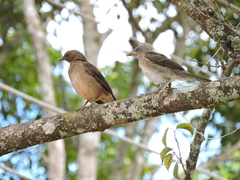 Turdus hauxwelli
