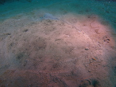 Scophthalmus rhombus