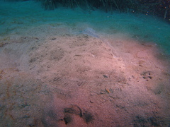 Scophthalmus rhombus