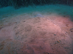 Scophthalmus rhombus