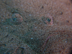 Scophthalmus rhombus