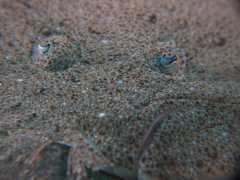 Scophthalmus rhombus