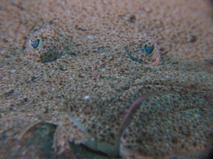 Scophthalmus rhombus