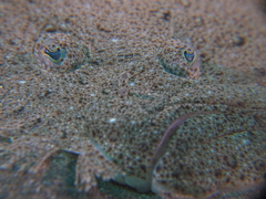 Scophthalmus rhombus