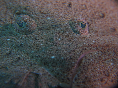 Scophthalmus rhombus