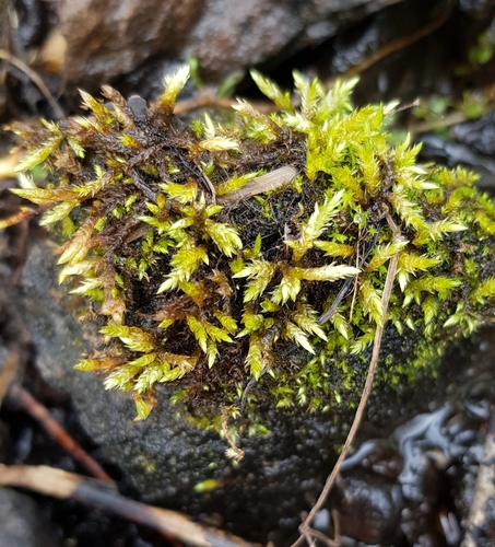 Brachythecium rivulare