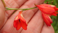 Tritonia disticha