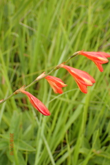 Tritonia disticha