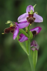 Ophrys apifera almaracensis