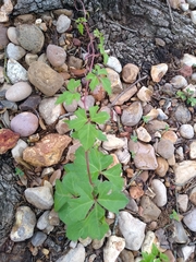 Cissus trifoliata