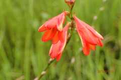 Tritonia disticha