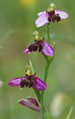 Ophrys apifera almaracensis
