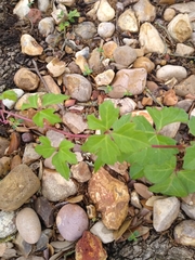 Cissus trifoliata
