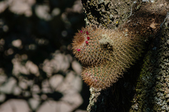 Mammillaria rhodantha