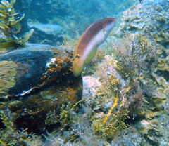 Austrolabrus maculatus