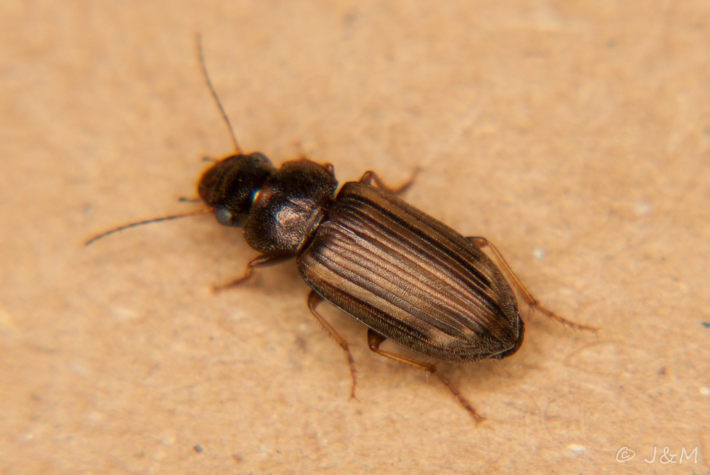 Platymetopus