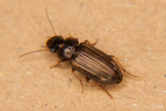 Platymetopus figuratus