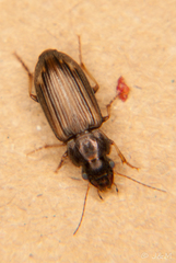 Platymetopus figuratus