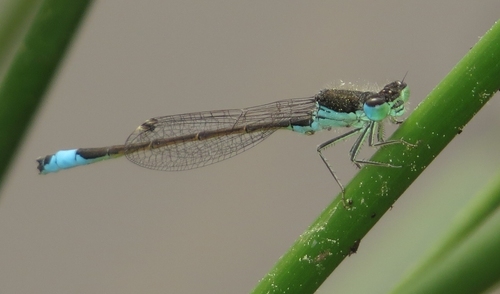 Iberian Bluetail