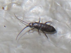 Pogonognathellus flavescens