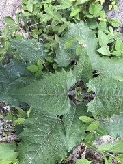 Silphium wasiotense