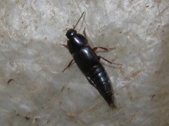 Tachinus rufipes