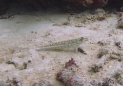 Parapercis xanthozona