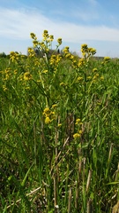 Barbarea vulgaris