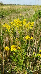 Barbarea vulgaris