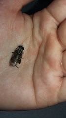 Orthoprosopa bilineata