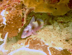 Parupeneus crassilabris