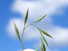 Festuca pallens