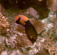 Acanthurus pyroferus