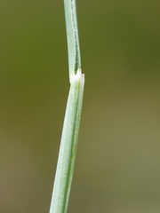 Festuca pallens